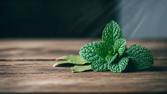 Mouse Repellents: Unmasking Smells That Actually Deter Rodents from Your Home