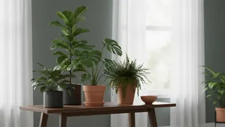 For Houseplant Shopping, Review Room Humidity And Available Space