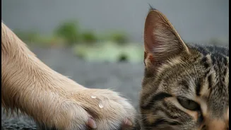 Rainy-Season Pet Care Should Include Skin, Ears And Paws