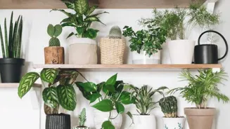 No garden? These plants can grow on closet shelves