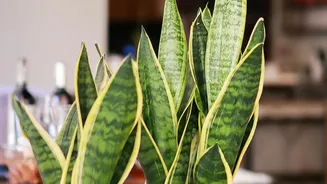 Snake Plants And Pothos Provide Stress Free Air Purifying Greenery For Student Desks