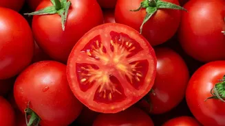 Choose Softer Tomatoes for Early Meals and Firmer Ones for Later