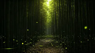 Bamboo Groves Light Up Glowing Firefly Spectacles In Southern Hills
