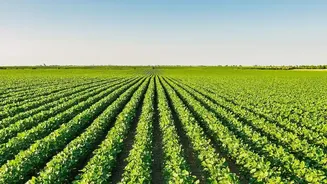 How Satellite Images Can Show Changes In Crop Health