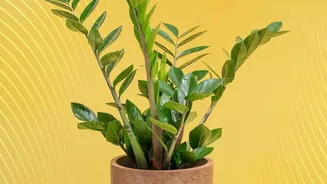Simple Gardening Tips For Beginners Foolproof Indoor Houseplants That Require Minimal Effort