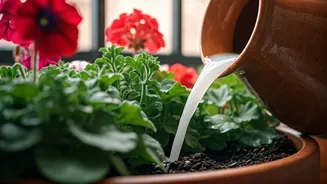 Give Flowering Balcony Plants Natural Nutrients Using Rice Water
