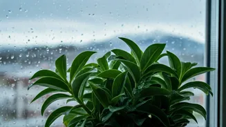 Continuous Rain Doesn't Have To Ruin Your Houseplants