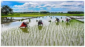 Organic Farming Revolution Along Ganga Uplifts 90,000 Farmer Families In Uttar Pradesh