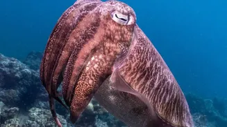 How Deep-Sea Observations Can Improve Climate Research