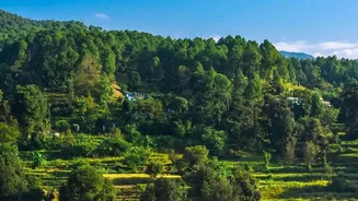 How Irregular Rainfall May Be Transforming Forest Growth Across India