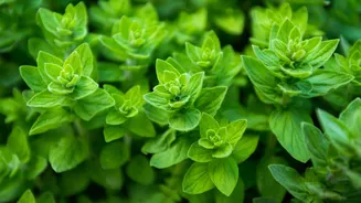 Orégano: veja benefícios e como cultivar em casa