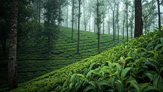 The Rainy Kerala Guide Every Traveller Needs