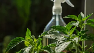 Use This 1 Organic Spray To Save Balcony Garden Vegetables