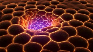 Unlocking Brown Fat's Power: A Hidden System for Burning Calories Discovered