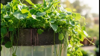 Sub-Irrigated Planters Help Plants Get Consistent Water Without Overwatering