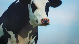 Rising Humidity Adds To Heat Stress Risks For Indian Dairy Animals