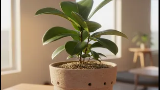 Early Root-Rot Prevention Means Watching The Pot, Not Waiting For Wilt