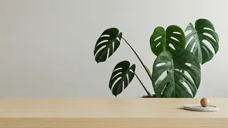 Biophilic Workspace Design Trends With Low Maintenance Monstera Plants At Home
