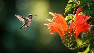 Corkscrew Vine: The Unsung Hero for Hummingbird Havens