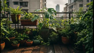 Monsoon Balcony Micro-Gardens Shows why Urban Renters and Home Gardeners Still Need to Manage Drainage, Sunlight and Pot Size