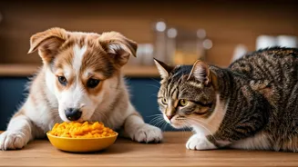 Conscious Pet Owners Switch To Holistic Pumpkin And Oat Diets