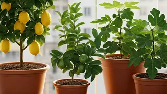 Potted Fruit Plants Are Perfect For Curious Gardeners