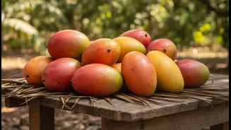 Mango Biodiversity Lives in Orchards, Recipes and Local Memory