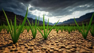 Monsoon Gardening Is The Plant-Parent Sweet Spot