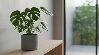 Plan New Houseplant Quarantine Around Leaf Checks And Soil And Pot Checks