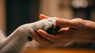 How To Avoid Pricey Vet Visits Via Early Paw Care
