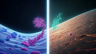 Sex-Specific Immune Aging: Unpacking How Male and Female Bodies Differ