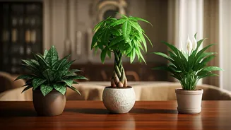 Unlock Love, Success & Opportunities: 3 Feng Shui Plants for Your Home