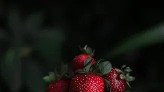 Local Science Could Help Indian Strawberries Compete With Imported Cultivars
