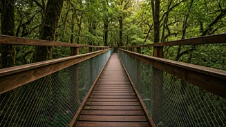 Discover India's Best Canopy Walks This Season