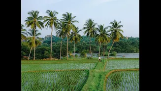 Drought Declared in Kalaburagi as Crop Damage Spreads Across 3.2 Lakh Hectares