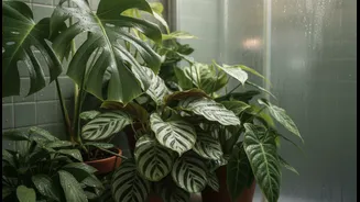 Simple Houseplants That Thrive In Humid Weather