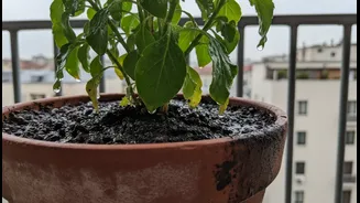 How to dry out waterlogged balcony soil to halt progression of rot
