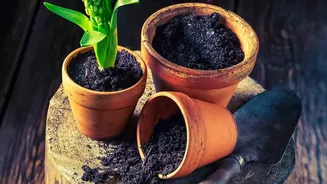 Repotting Can Support Growth When Roots Have Exhausted Available Space
