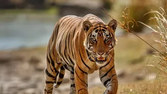 Nepal Protects Livestock and Livelihoods as Tiger Habitats Recover