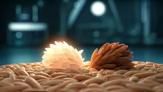 India's 'Designer Rice' Revolution: Triple Protein, Low GI Grain for Diabetes Management