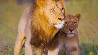 Lions find a new home in Barda sanctuary