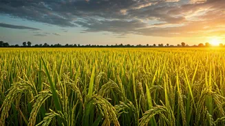 What Every Indian Should Know About Kharif