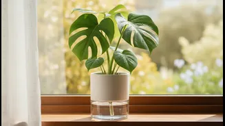 Gardening Without Daily Watering Becomes Possible With Self-Watering Pots