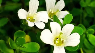 August's Heat-Humidity Balcony Test Makes Waterlogging-Resistant Plants More Important