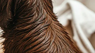 Damp Coats Are The Pet Problem To Watch
