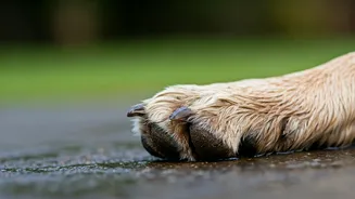 How Wet Weather Promotes Dangerous Paw Infections In Household Pets