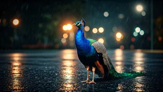 City Roads Get A Peacock-Sized Monsoon Twist