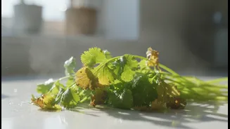 Why Humid Air Accelerates Wet Coriander Decay Ruining The Flavour Profile Of Fritter Batters