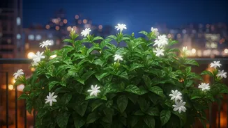 Why Balcony Night-Blooming Jasmine Is the Perfect Plant Parent Project