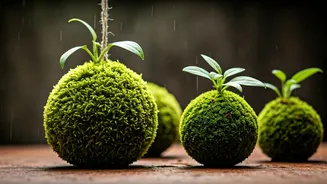 Craft DIY Hanging Kokedama Moss Balls This Rainy Weekend